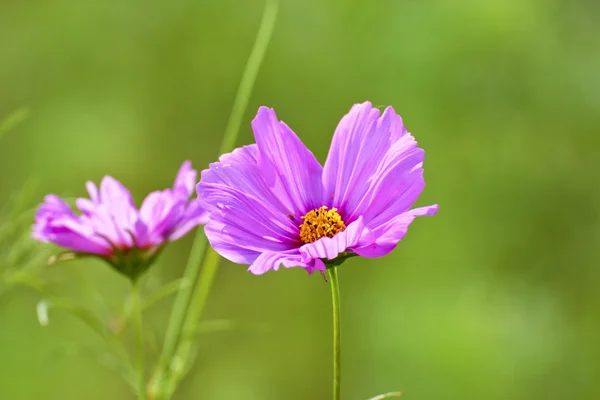 Cosmos bipinnatus flores clorosas —  Fotos de Stock