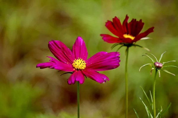 Cosmos bipinnatus flores clorosas —  Fotos de Stock