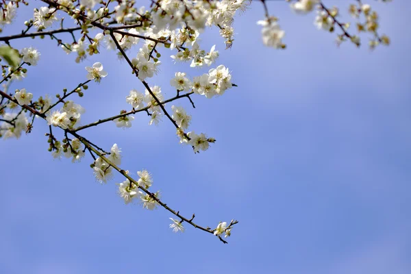 stock image Plum blossoms