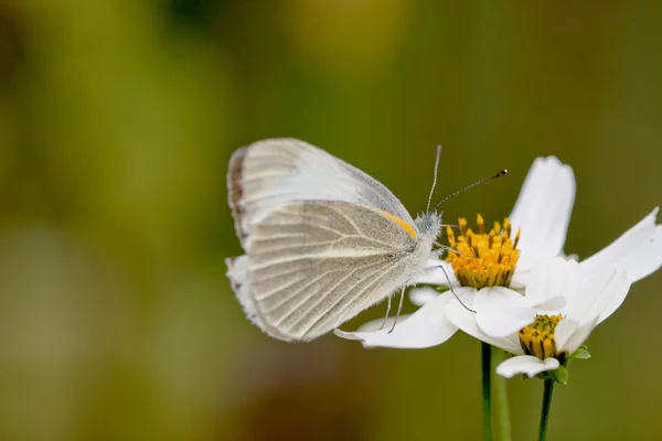 Biały motyl — Zdjęcie stockowe