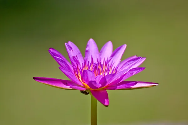Lótus de flor — Fotografia de Stock