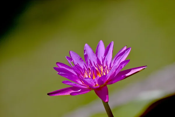 Flor de loto —  Fotos de Stock