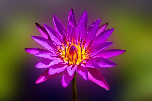 Lotus de fleur — Photo