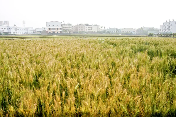 Wheat farm — Stock Photo, Image