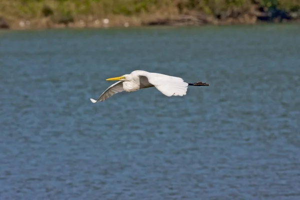 ปานกลาง Egret นกในการบิน — ภาพถ่ายสต็อก