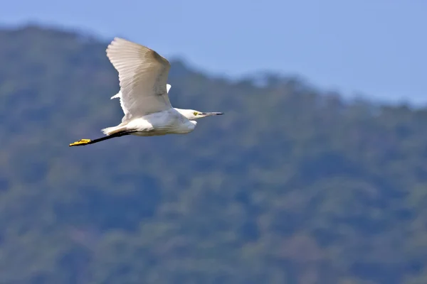 Little Egret a bird in flight — Stock Photo, Image