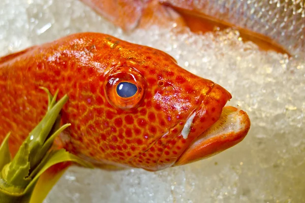 Свіжа риба на льоду прикрашена для продажу на ринку — стокове фото