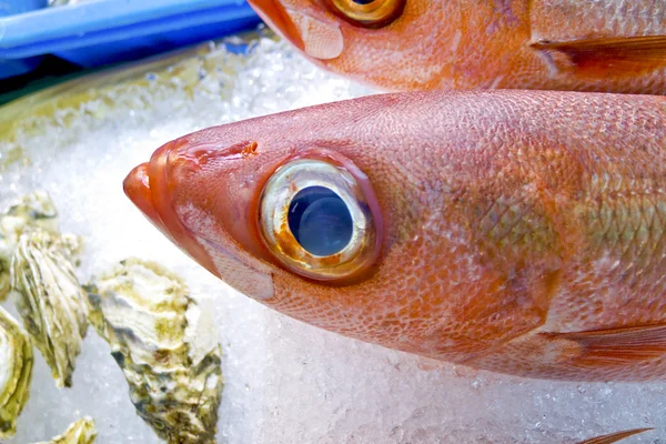 Peixe fresco no gelo decorado para venda no mercado — Fotografia de Stock