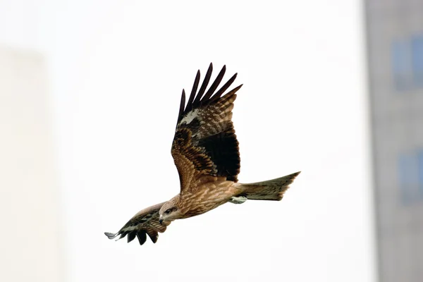 Svart drake en eagle fågel — Stockfoto