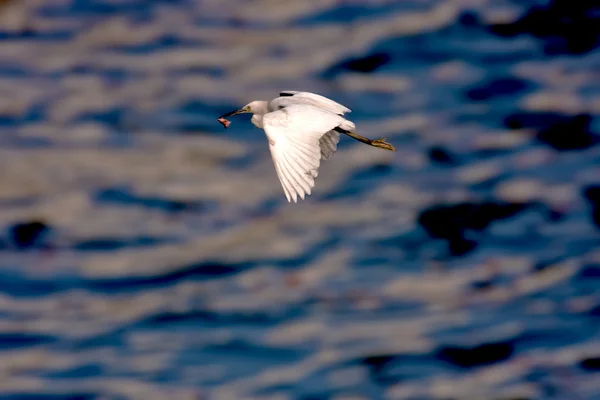 Little Egret un pájaro — Foto de Stock