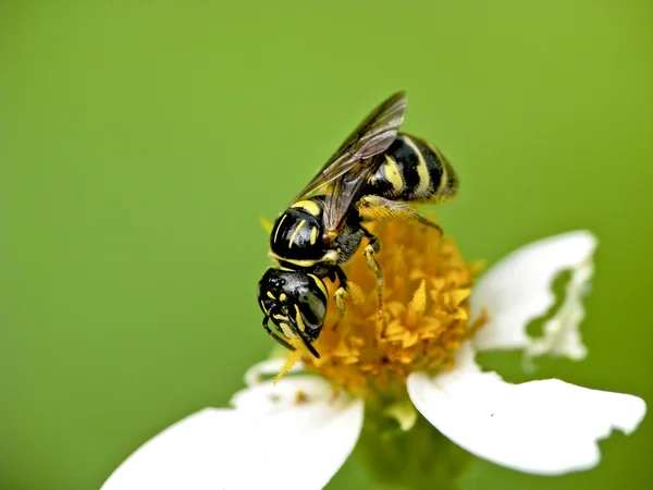 Una abeja en flor — Foto de Stock