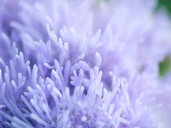 Abstract flower macro — Stock Photo, Image