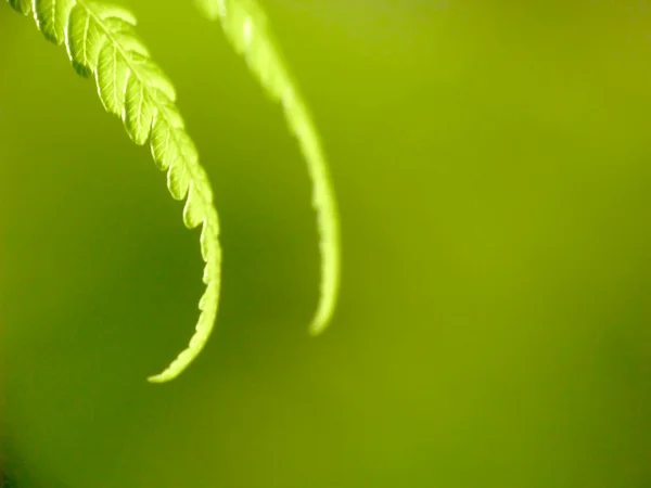 Macro photo de feuille verte — Photo