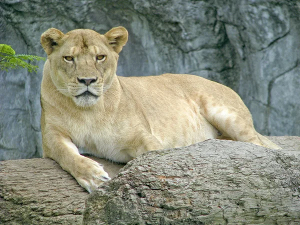 Lion femelle — Photo
