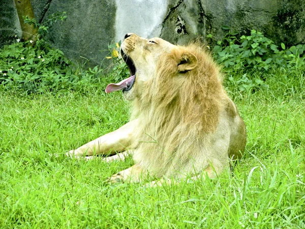 Lion mâle — Photo