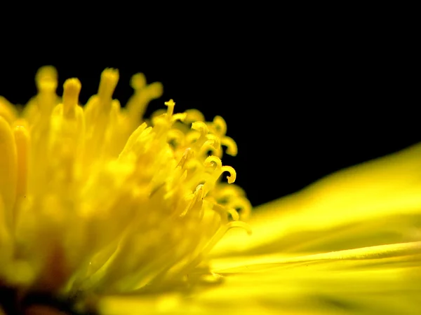 Абстрактный цветочный макрос — стоковое фото