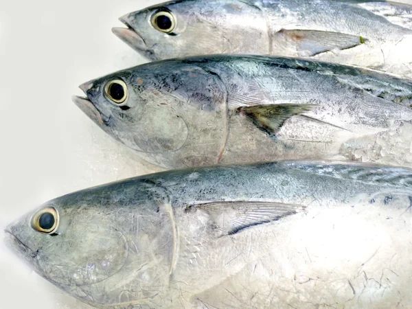Färsk fisk på is dekorerad för försäljning på marknaden — Stockfoto
