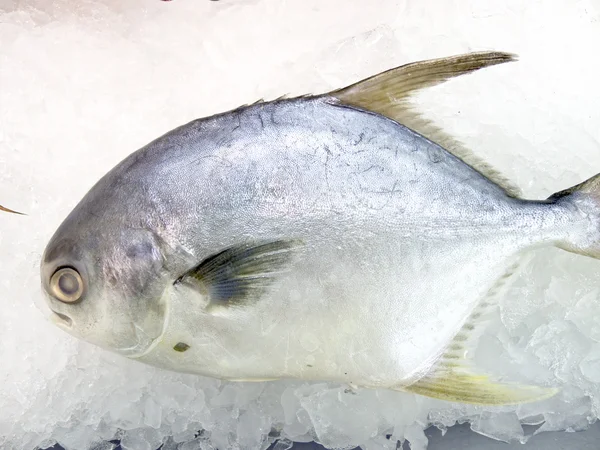 Pesce fresco su ghiaccio decorato in vendita al mercato — Foto Stock