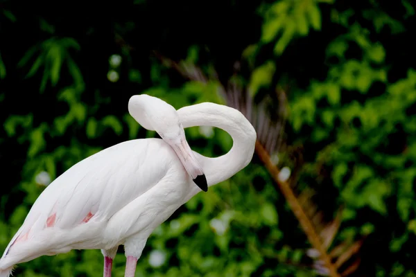 Flamingo ένα πουλί — Φωτογραφία Αρχείου