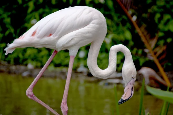 Flamingo a pták — Stock fotografie