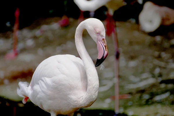 Flamingo um pássaro — Fotografia de Stock