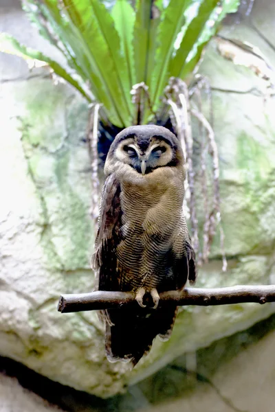 Brązowy drewno sowa ptak — Zdjęcie stockowe