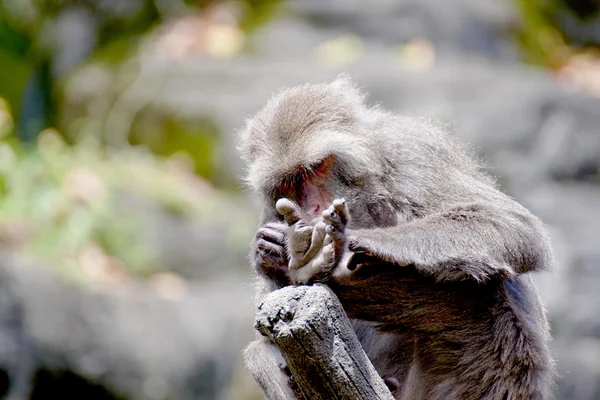 Formosanska makak en apa — Stockfoto