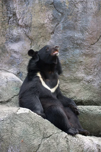 타이완 블랙 곰 — 스톡 사진