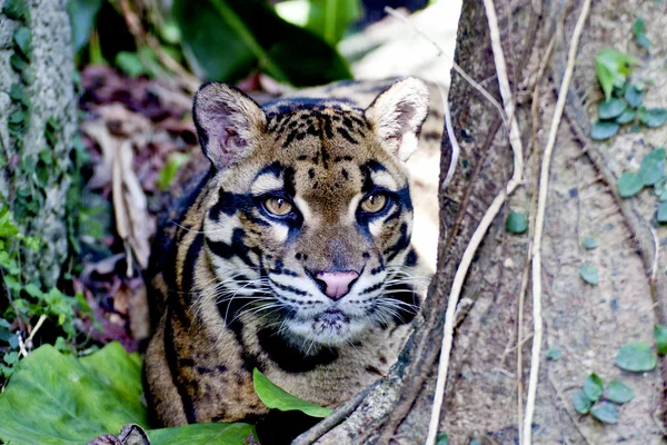 Formosan overskyet leopard - Stock-foto