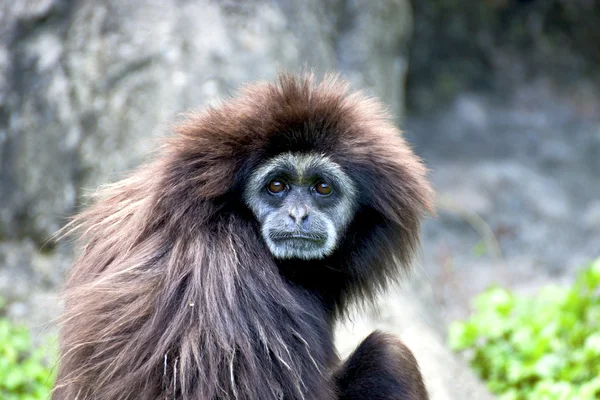 白色的长臂猿动物野生动物 — 图库照片