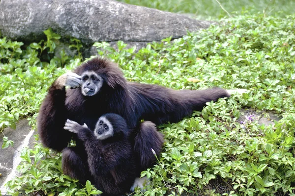 Gibbon tangan putih hewan satwa liar — Stok Foto