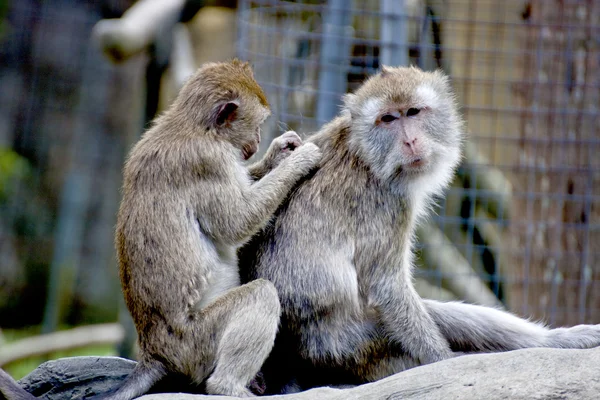 타이완 원숭이 두 원숭이 — 스톡 사진