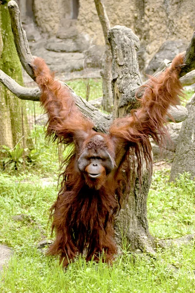 Orangutan — Stok Foto