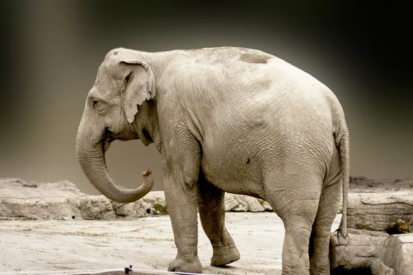 Asian elephant — Stock Photo, Image