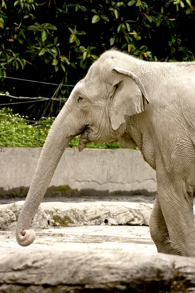 Asian elephant — Stock Photo, Image