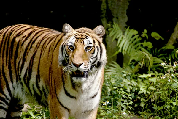 Bengáli tigris — Stock Fotó