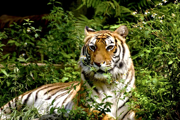 Den bengalske tiger - Stock-foto