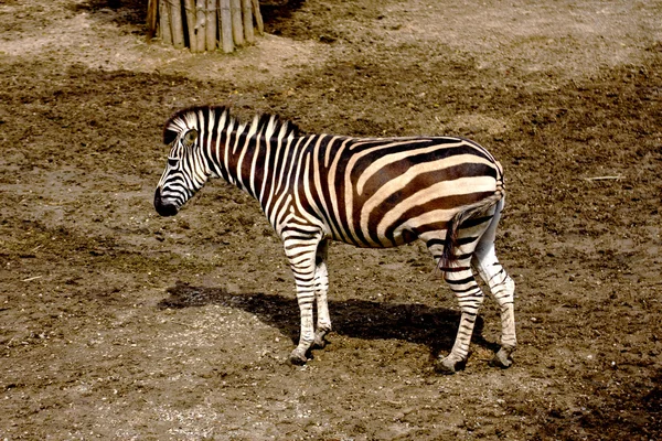 A zebra — Stock Photo, Image