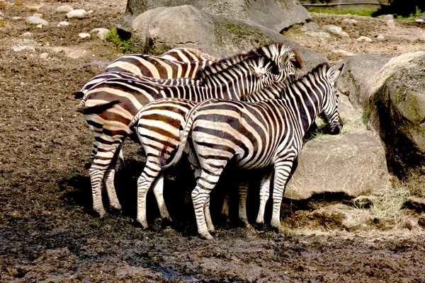 Diverse zebre — Foto Stock