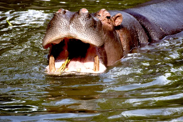 stock image Hippopotamus