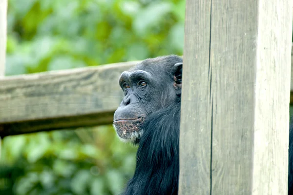 Κοινή χιμπατζή — Φωτογραφία Αρχείου