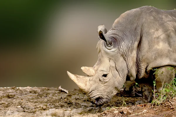 Nosorożec biały — Zdjęcie stockowe