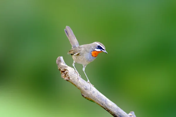 Sibierian rubythroat en fågel — Stockfoto