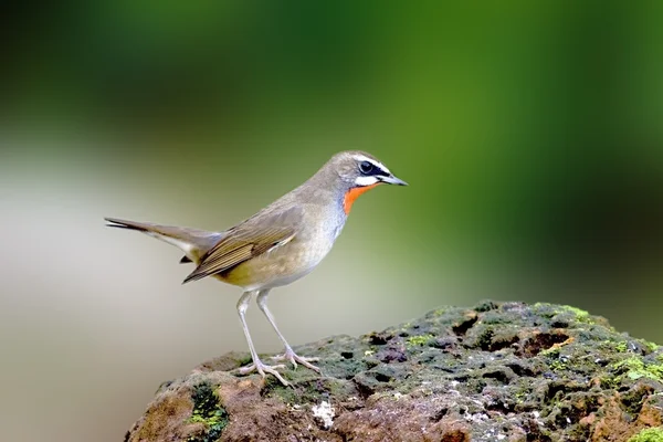 Sibierian Rubythroat um pássaro — Fotografia de Stock