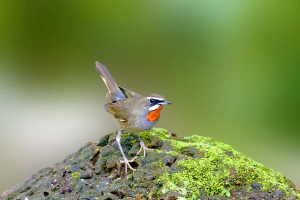 Rubinowy sibierian ptak — Zdjęcie stockowe