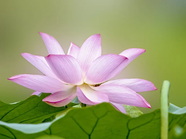 Bloei lotus — Stockfoto