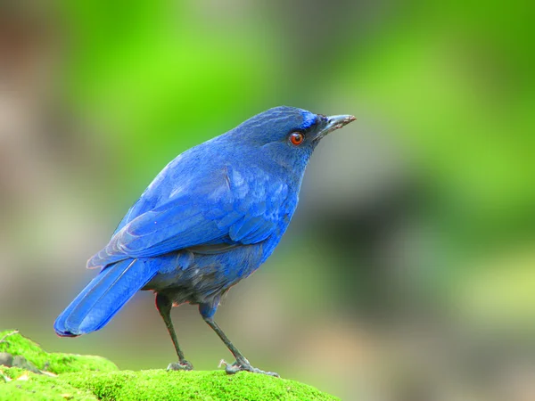 Taiwan Whistling Thrush un uccello — Foto Stock