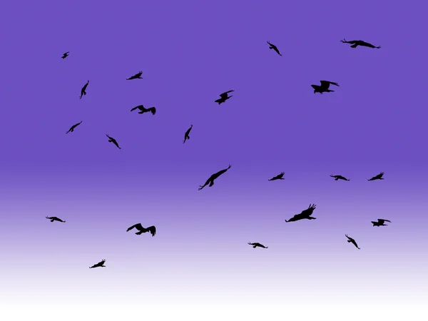 Siluet kuşlar gökyüzünde — Stok fotoğraf