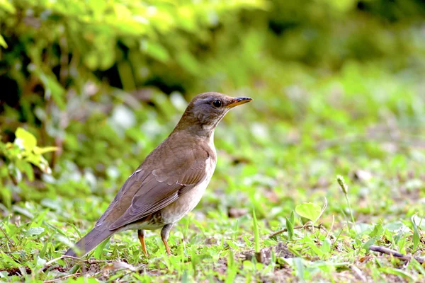 シロハラ鳥 — ストック写真