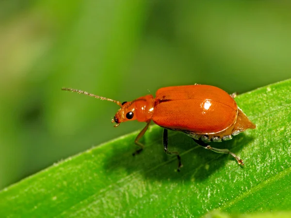 Aulacophora indica a bug — Stock Photo, Image